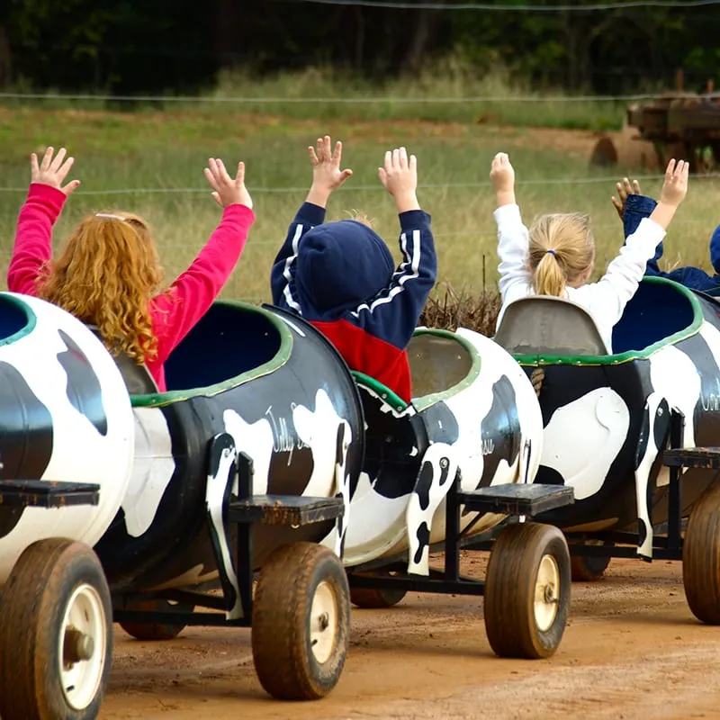 Students riding the cow train