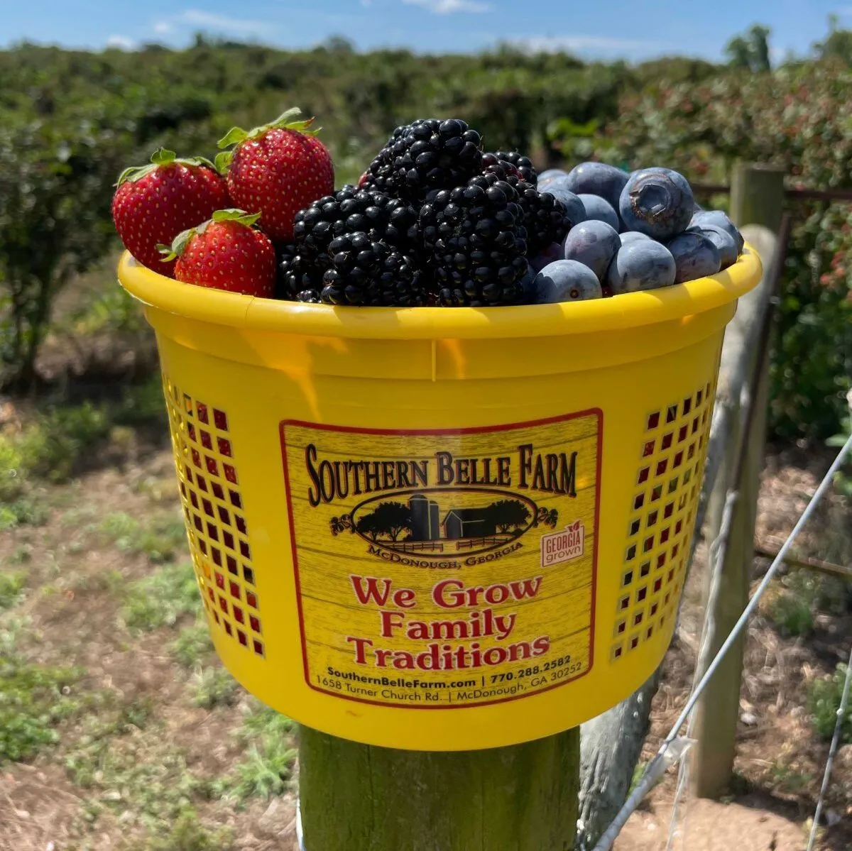 Summer on the Farm